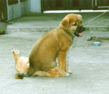 puppy sitting on a cat