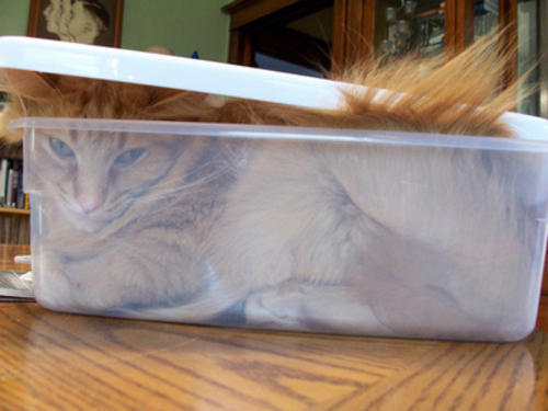 cat in a plastic box