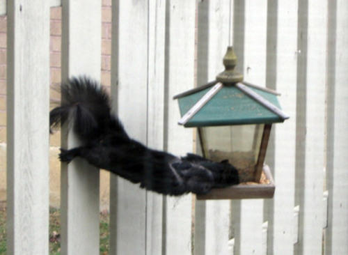 squirrel reaching for the feeder