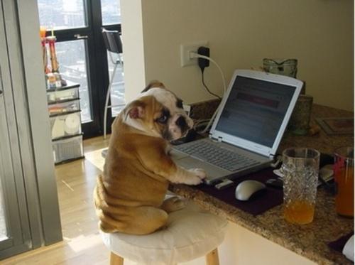 dog using the computer