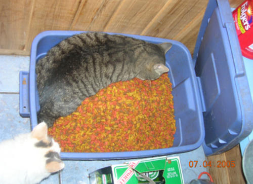 cat in the food bin