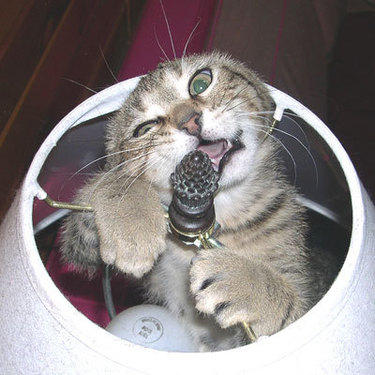 cat in a lamp