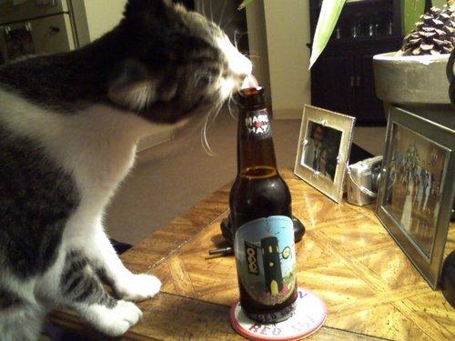 cat drinking beer