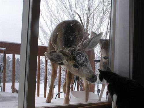 deer and cat eyeing each other