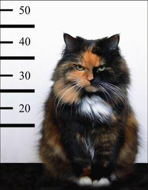 Cat in a criminal lineup