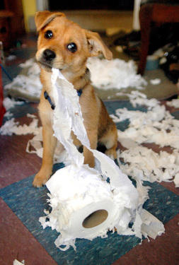 Puppy destroys toilet paper