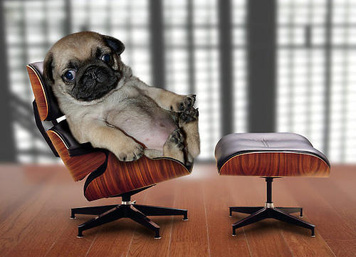 pug in an office chair