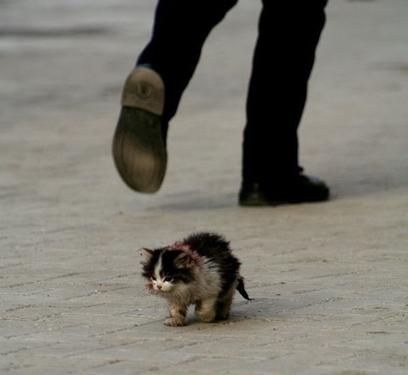 orphaned kitty