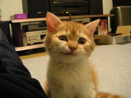 kitten with funny expression