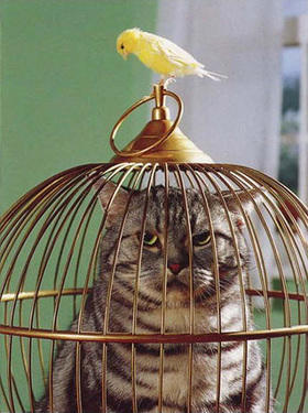 cat in a cage with bird outside