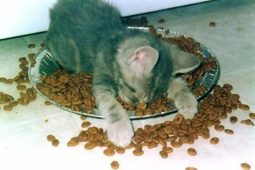 kitten passed out in the food