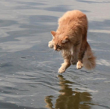 cat on the water