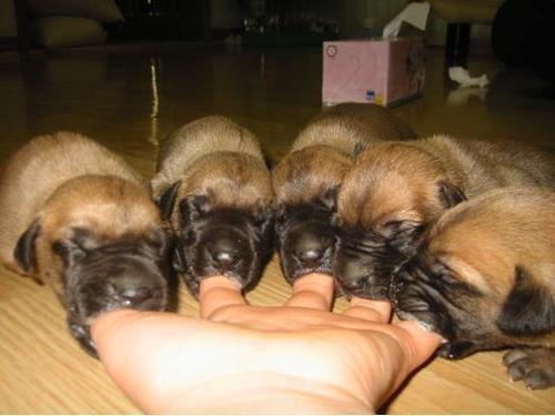 puppies feeding off of fingers