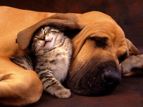 kitten sleeping under a dogs ear