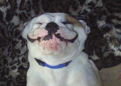 Bulldog Smile