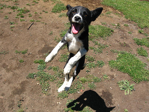 Happy jumping doggy
