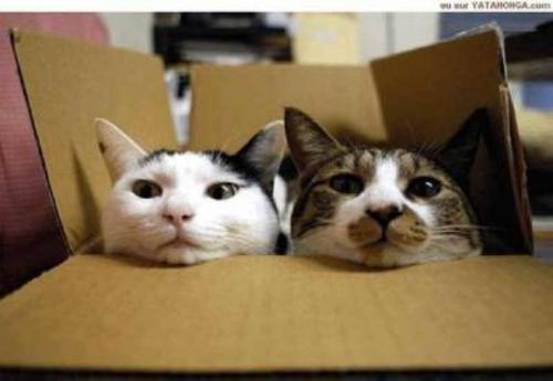 2 cats & a cardboard box