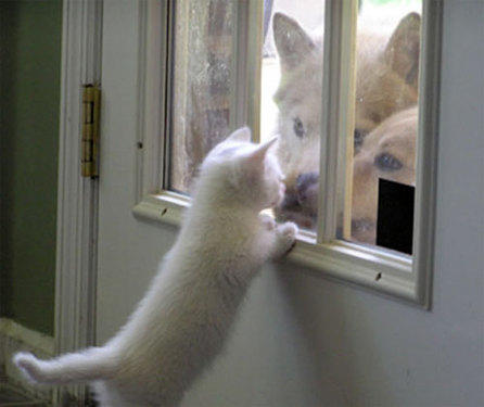 Door separates kitten & two dogs