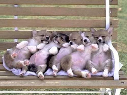 Five puppies on a bench