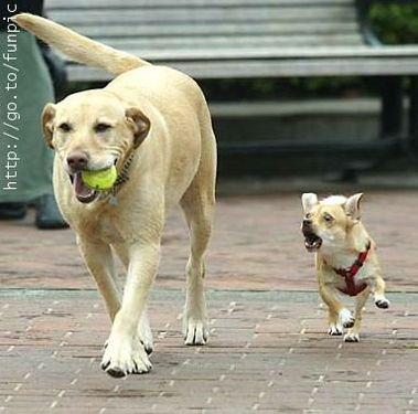 two dogs with a ball