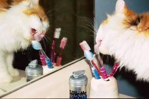 cat licking a tooth brush