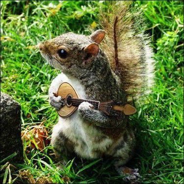 squirrel playing a banjo