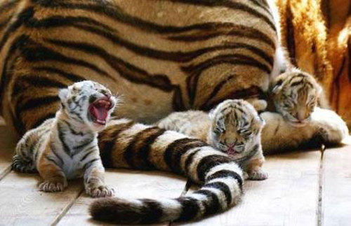 Tiger babies with mom