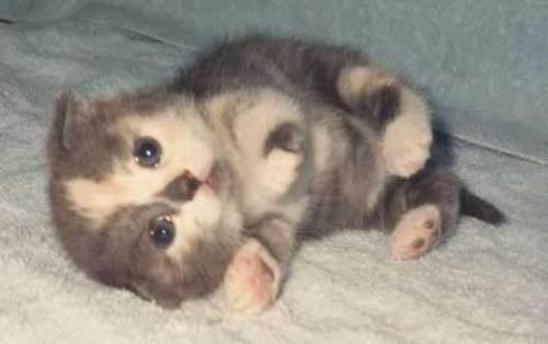 Cute grey & white kitten