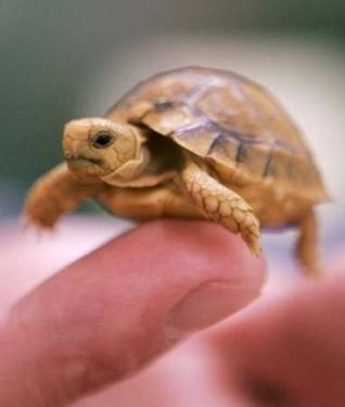 Baby box turtle