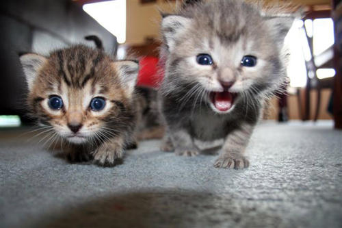 two kittens close up