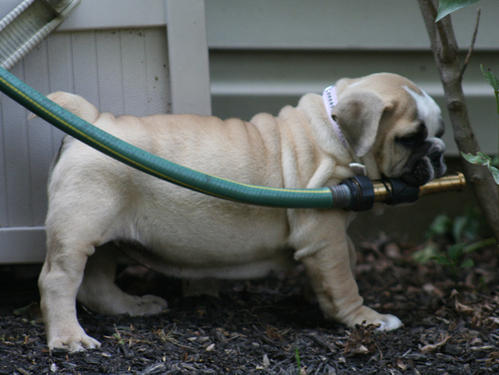 cute dog with a water hose