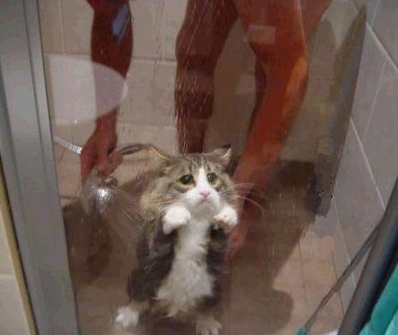 cat getting washed