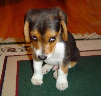 puppy making a sad face