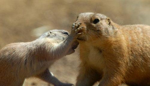 two prarie dogs