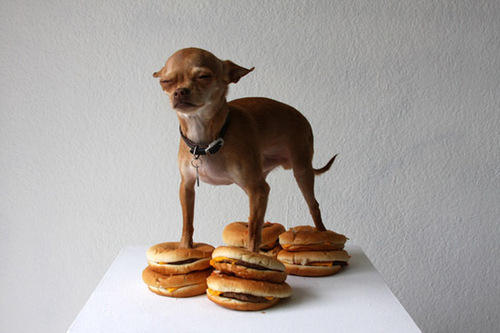 dog with burgers on its feet