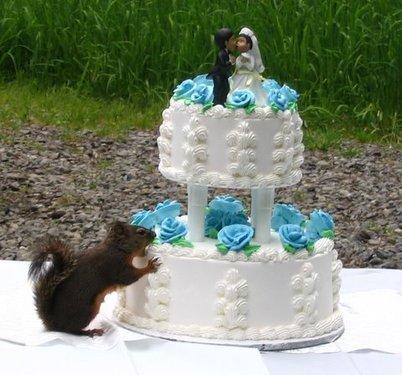 squirrel attcking a wedding cake
