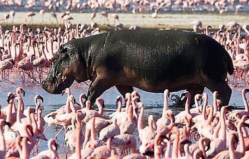 hippo and flamingos