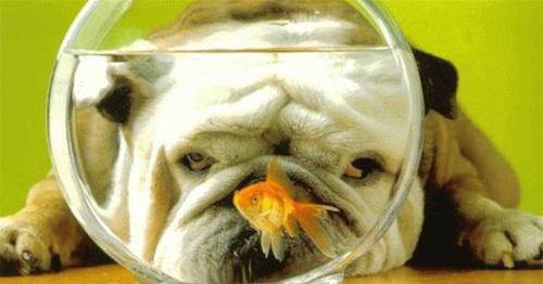 dog & fish