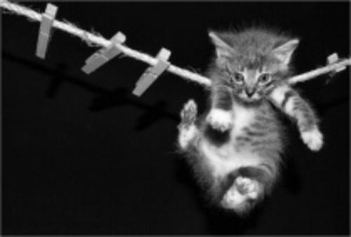 CAT ON A WIRE