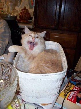 A basket case kitty mid yawn.