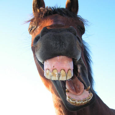 Gross horse teeth