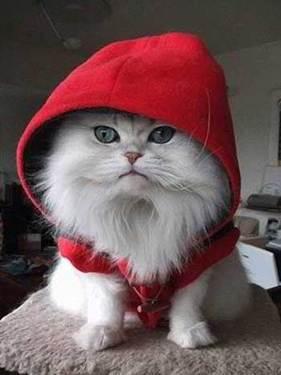 Little red riding cat