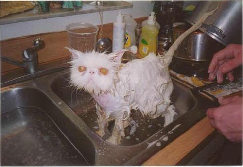 A cat in the sink