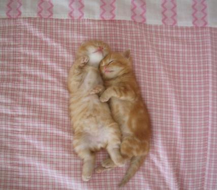 kittens hugging