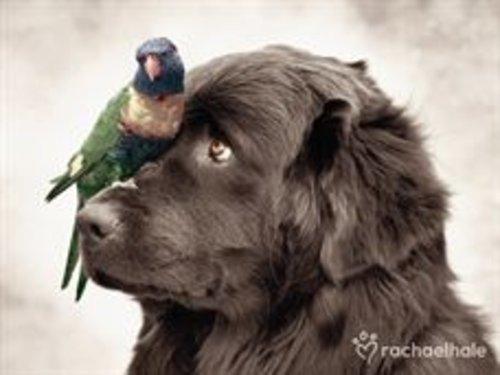 Bird And Dog