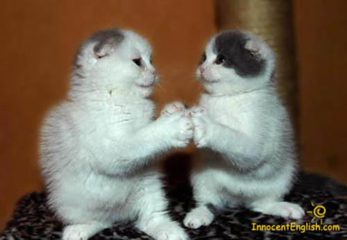 Kitty's Doin Handshake