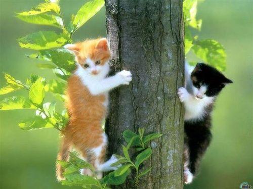 Two cats in a tree