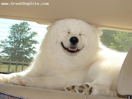 A samoyed being dumb