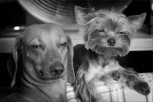 Stoned dogs