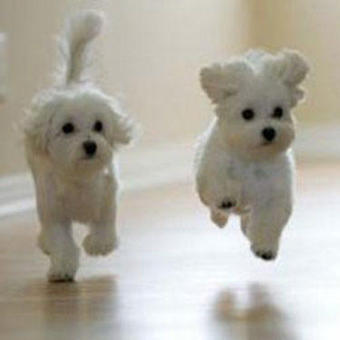 Two dogs skipping down hall